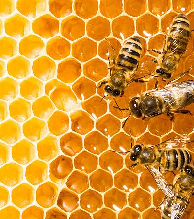 Nahaufnahme der Arbeitsbienen auf Honigzellen.
