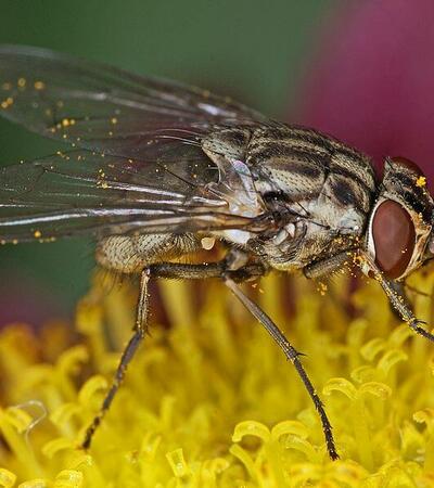 Stechfliege auf einer Blume Stechfliege auf einer Blume