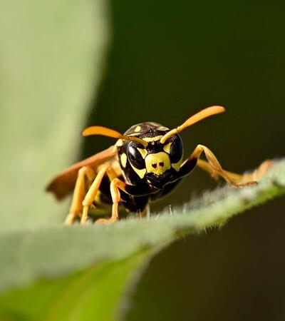 Wespe auf einem Blatt