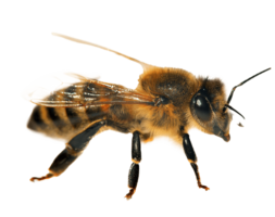 Honigbienen (Apis Mellifera) Honigbienen (Apis Mellifera)