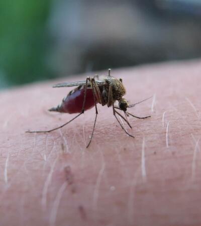 Mücke beim Stich in den Arm