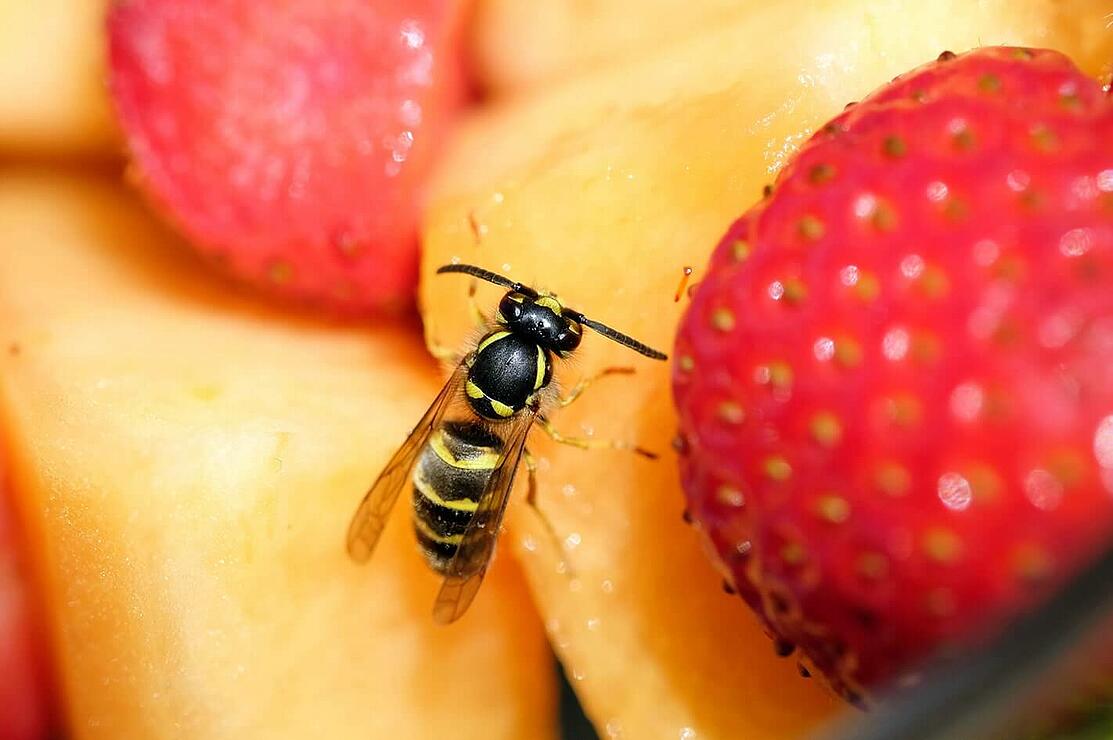 Initiative Insektengift­allergie Betroffene gesucht