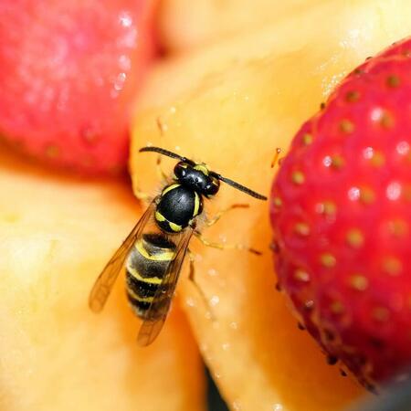 Wespe auf Obst Wespe auf Obst