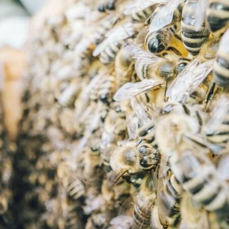 Bienen auf einer Bienenwabe