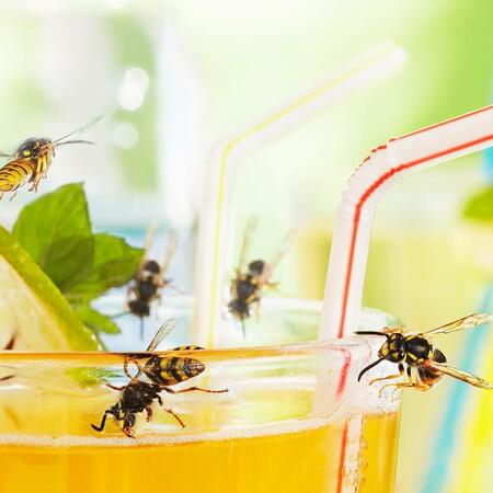 Wespen an und in einem Glas mit Saft Wespen an und in einem Glas mit Saft