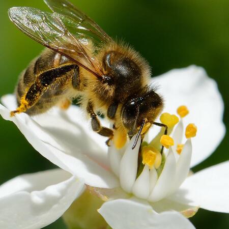 Biene beim Nektarsammeln auf einer Blume