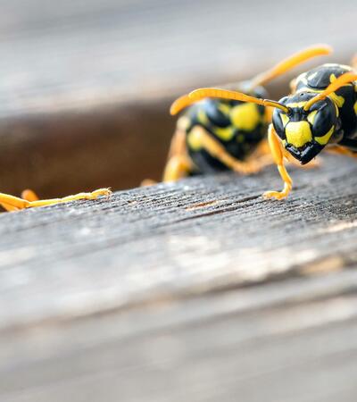 Wespen klettern aus einer Spalte im Holz Wespen klettern aus einer Spalte im Holz
