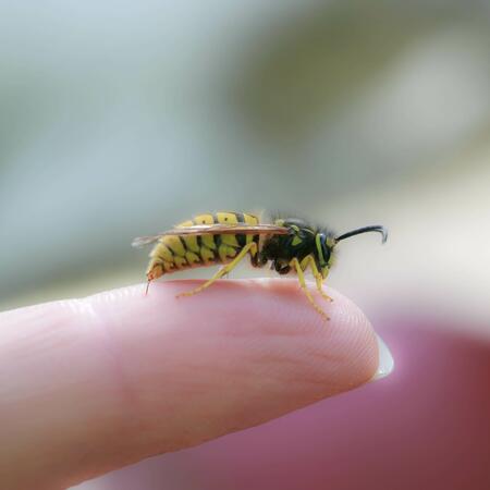 Wespe beim Stich in den Finger