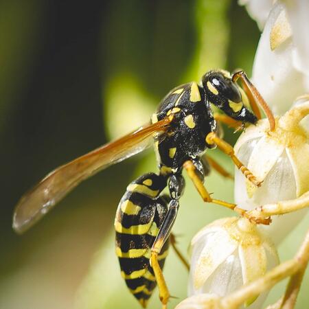 Insekt an einer Blüte