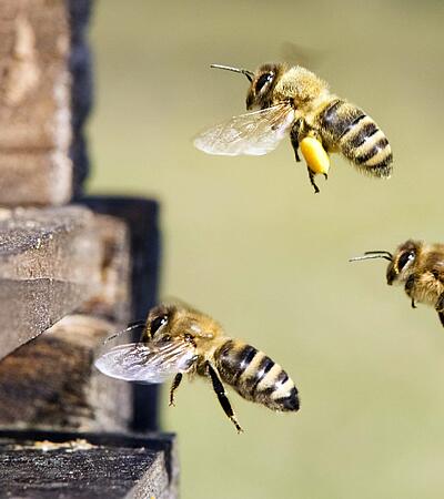 Honigbienen am Bienenstock